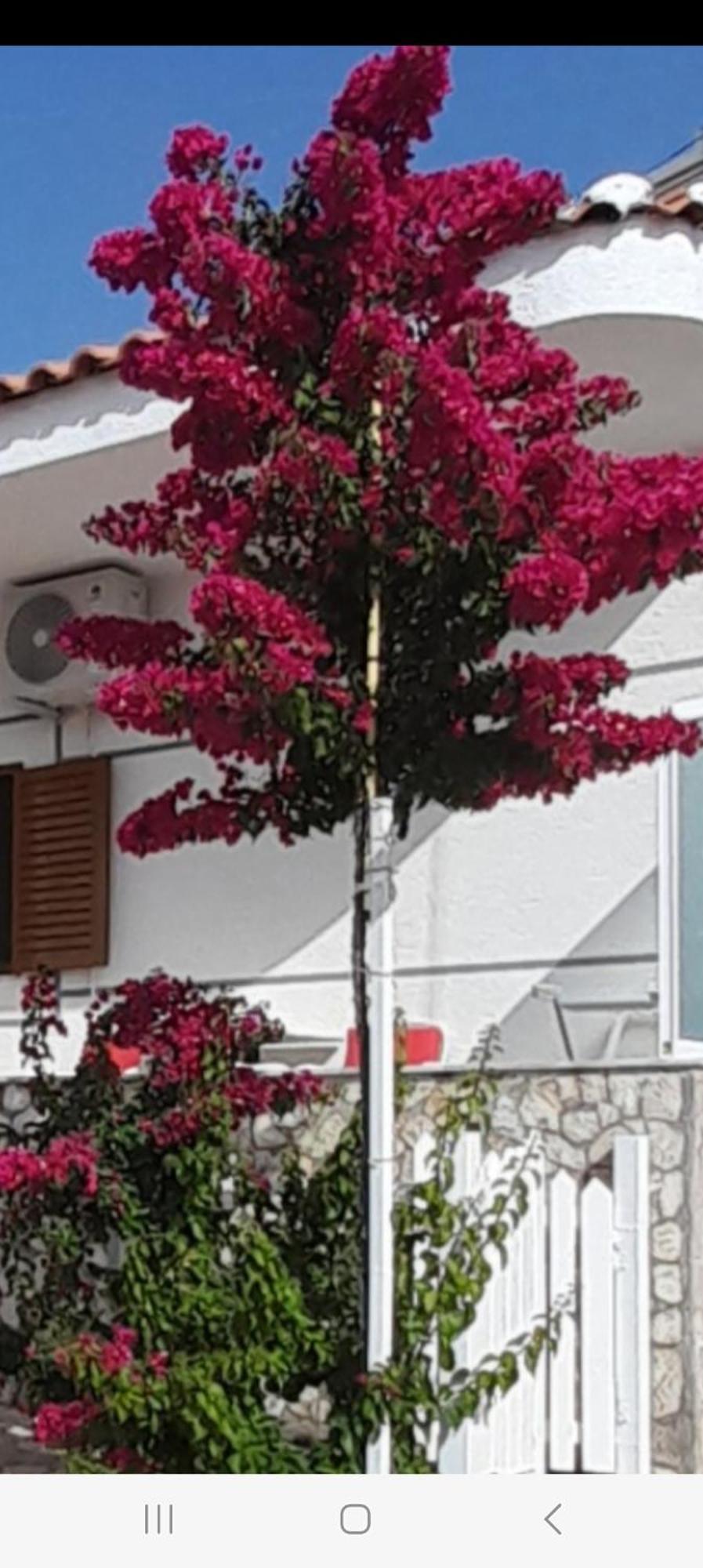Luxury Dennis Home ساراندا المظهر الخارجي الصورة